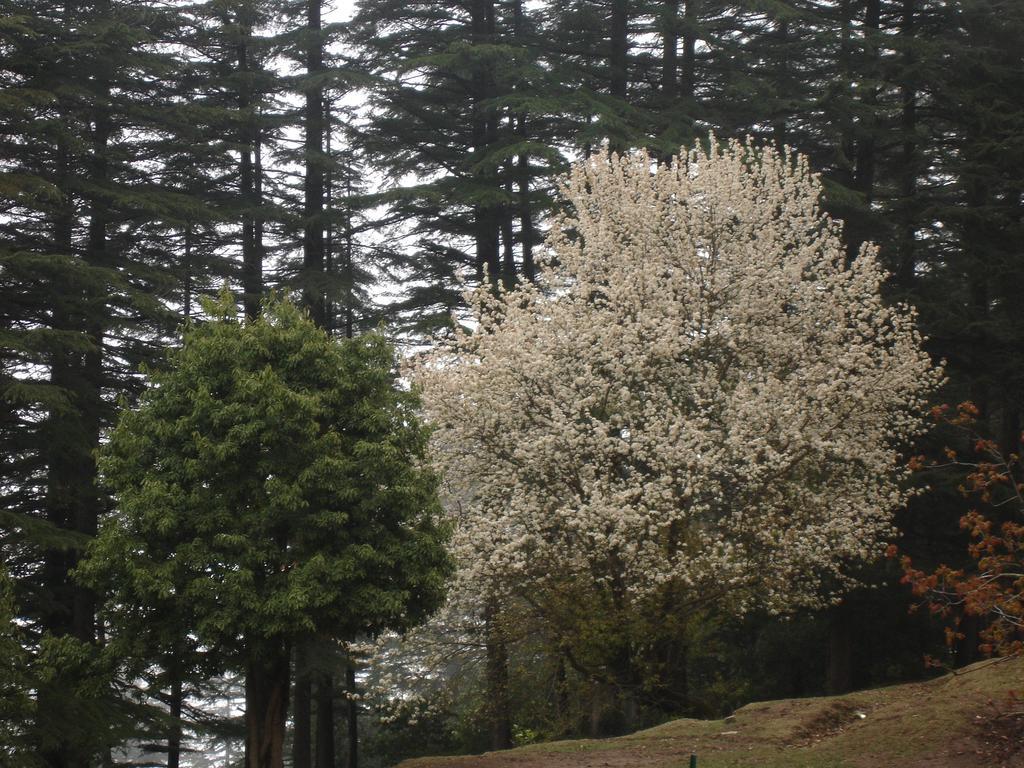 Honeymoon Inn Mussoorie Kültér fotó